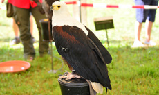 Schrei-Seeadler (2).jpg